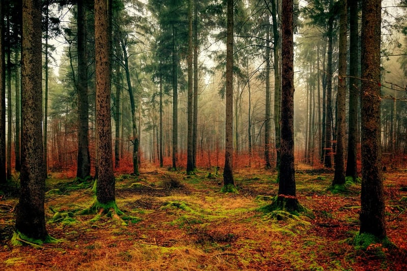 Enchanted Forest